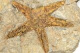 Ordovician Starfish (Petraster?) Fossil - Morocco #193738-1